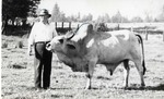 Photo of R.B. LeCocq's Brahma bull, n.d.