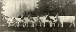 Photo of Willowmoor Ayrshires, n.d. by LeCocq