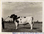 Bull on Buitenzorg Farm by LeCocq