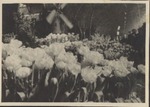 Photograph of Dutch windmill & tulips, undated